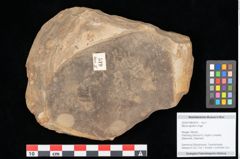 Foto (Objekt + Etikett) von Myrica lignitum Unger (NHMW-GEO-2024-0188-0519)